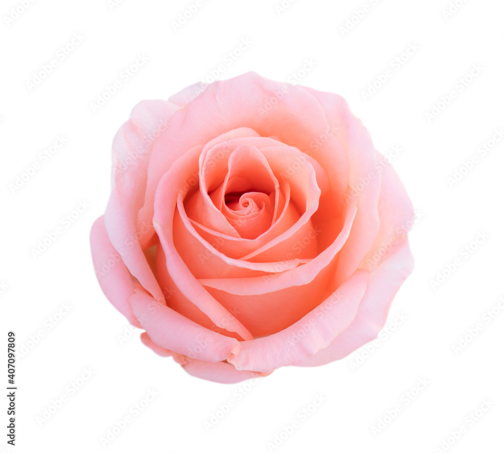 Pink rose flower isolated on white background, soft focus and clipping path.