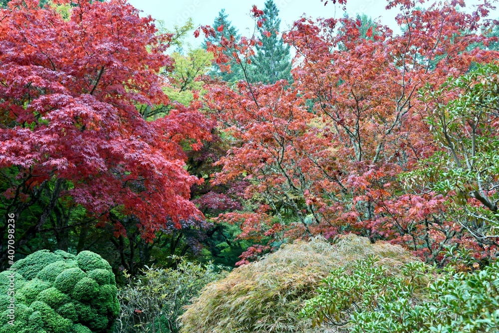 Japanese maples in the fall