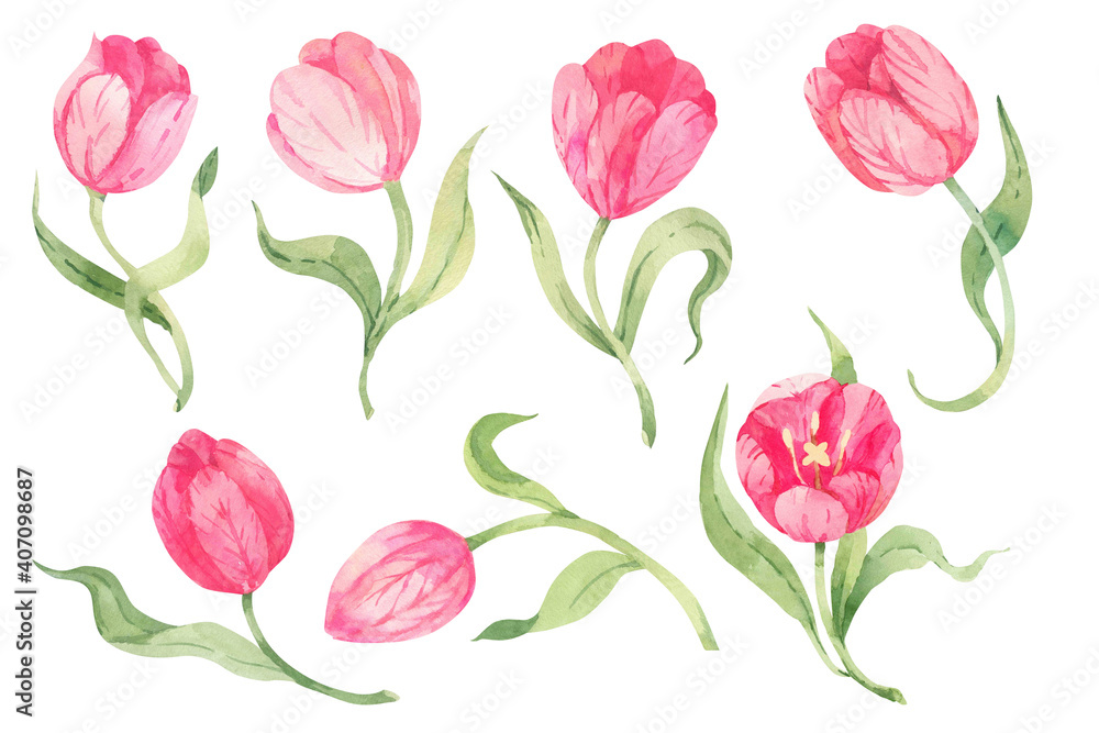 Watercolor isolated pink tulips. Isolated on white background. Spring flowers