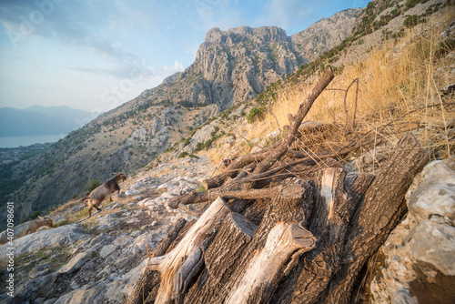 Wooden firewood logs laying in the sun on a mountainside with goats beyond,Kotor,Montenegro.