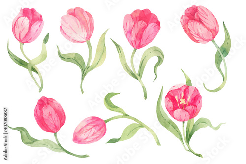 Watercolor isolated pink tulips. Isolated on white background. Spring flowers © Elena