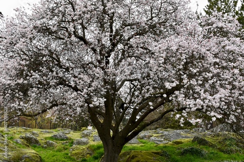 blooming cherry tree