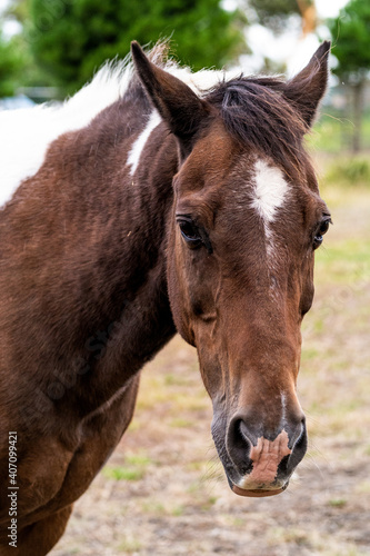 close up portrait of a horse