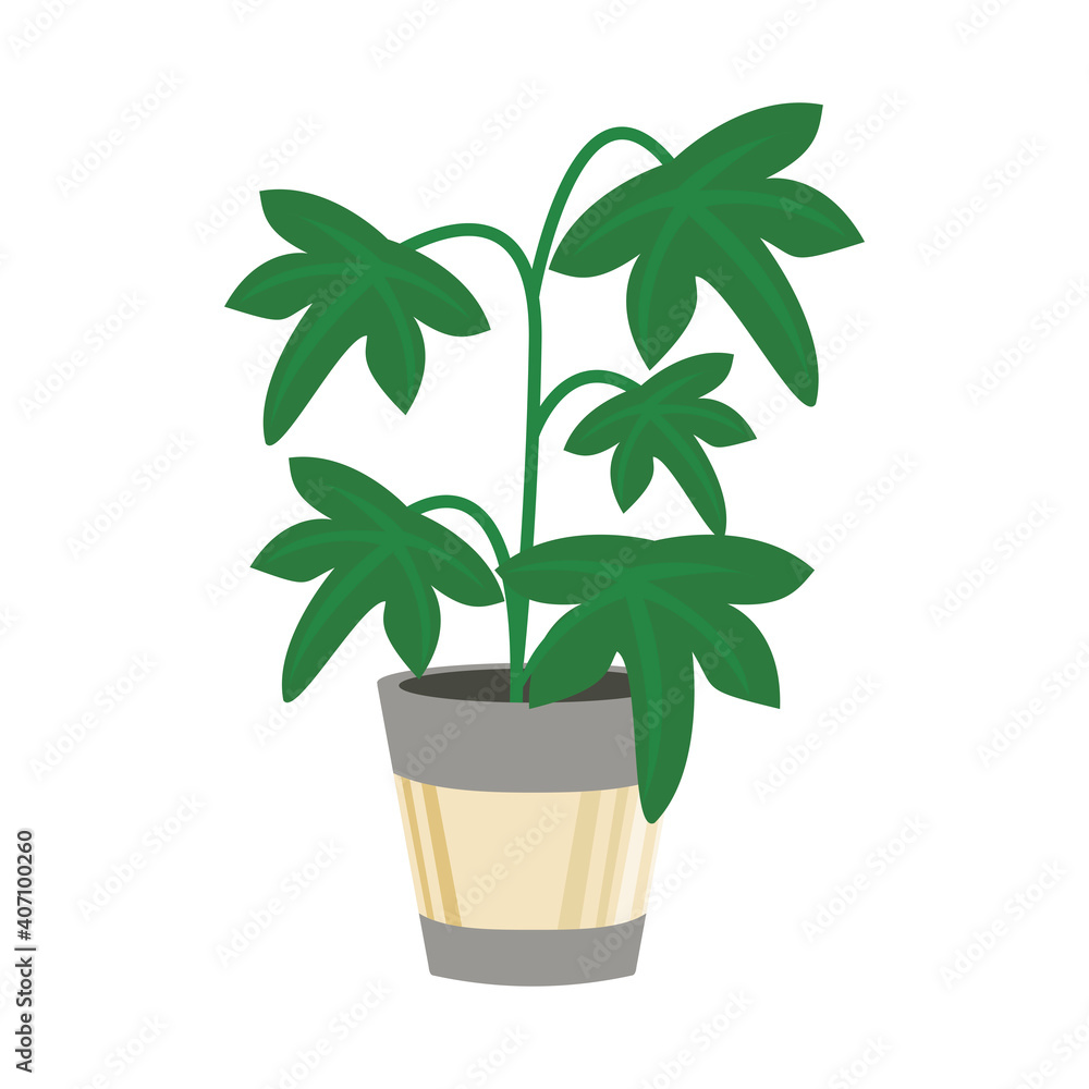 home plant in gray ceramic pot decor