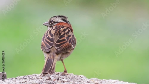 Close up do tico-tico (Zonotrichia capensis)