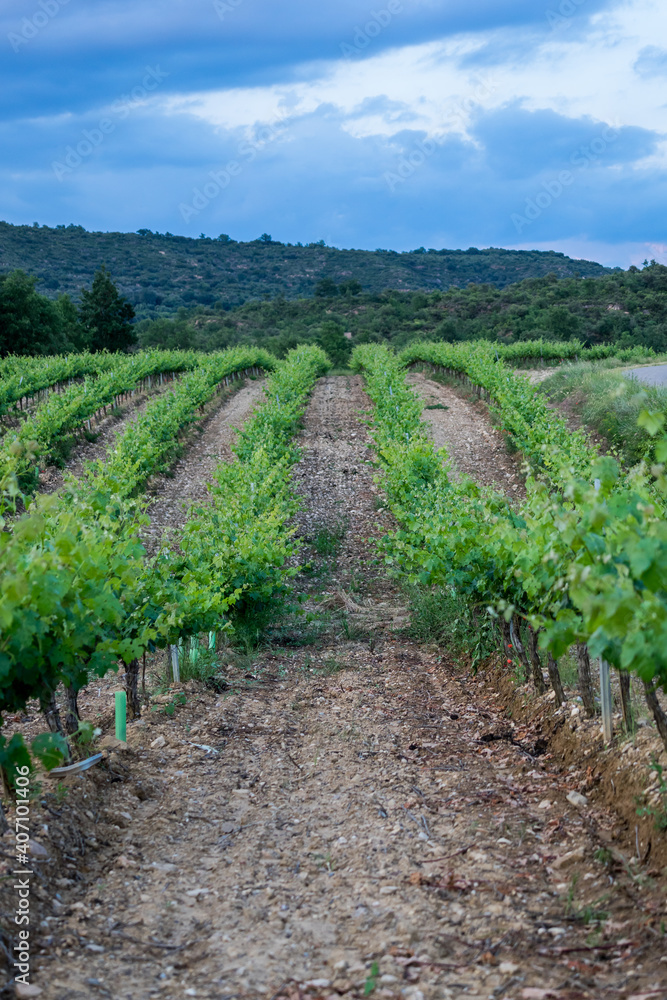 Vineyards Plantation in Spain