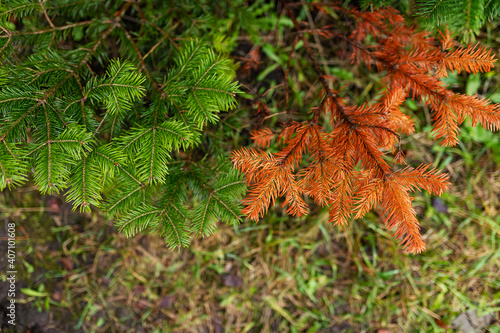 green and dry spruce branches, withering tree and young growth, the renewal of nature after an ecological disaster