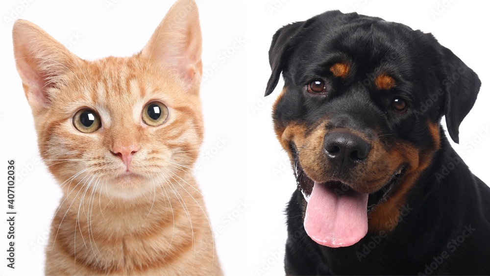 Portrait of beautiful lovely pets Portrait of beautiful lovely pets