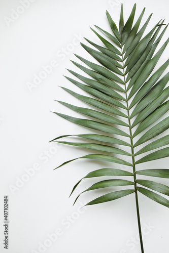 Palm leaves on white background. Summertime