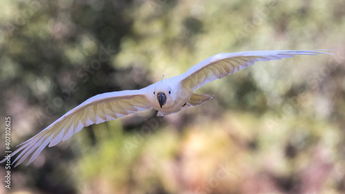 Sulphur-crested Cockatoo in flight with wings apart