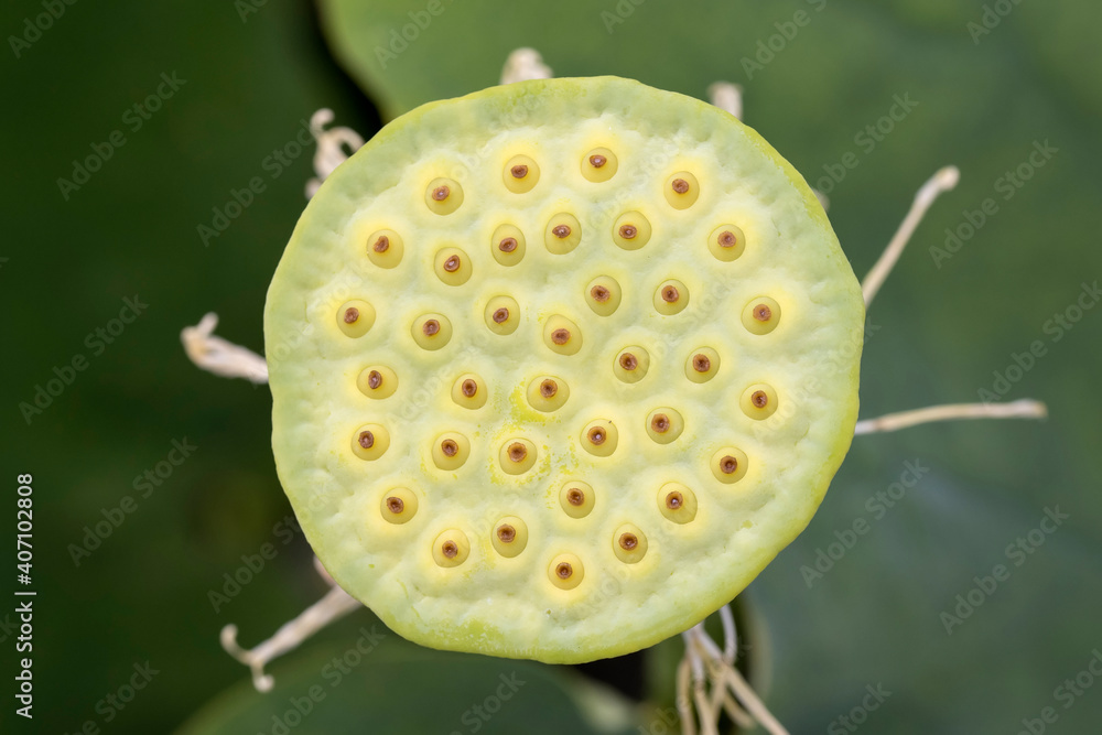 Lotus Water Lily flower pod Lotus Water Lily flower pod