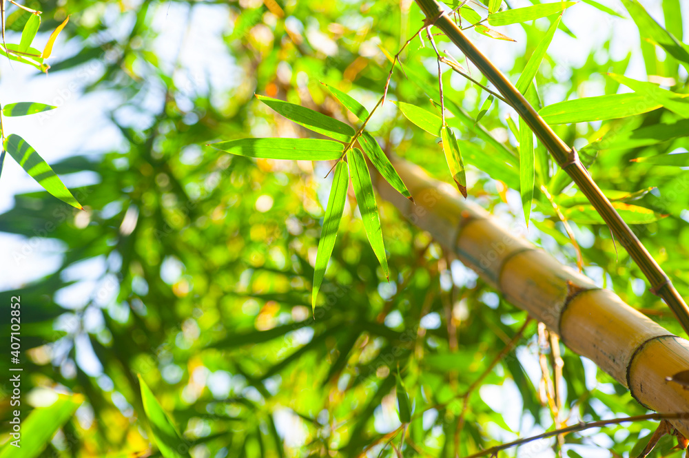 Fototapeta premium green bamboo leaves on a branch