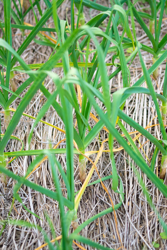 Leeks are growing in the field.Selective focus leek in row.