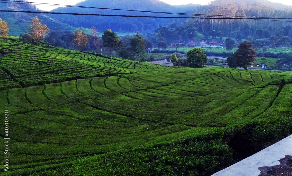 tea plantation in village