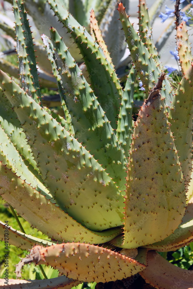 Obraz premium Plantes et arbres dans le Parc National Kruger, Afrique du Sud