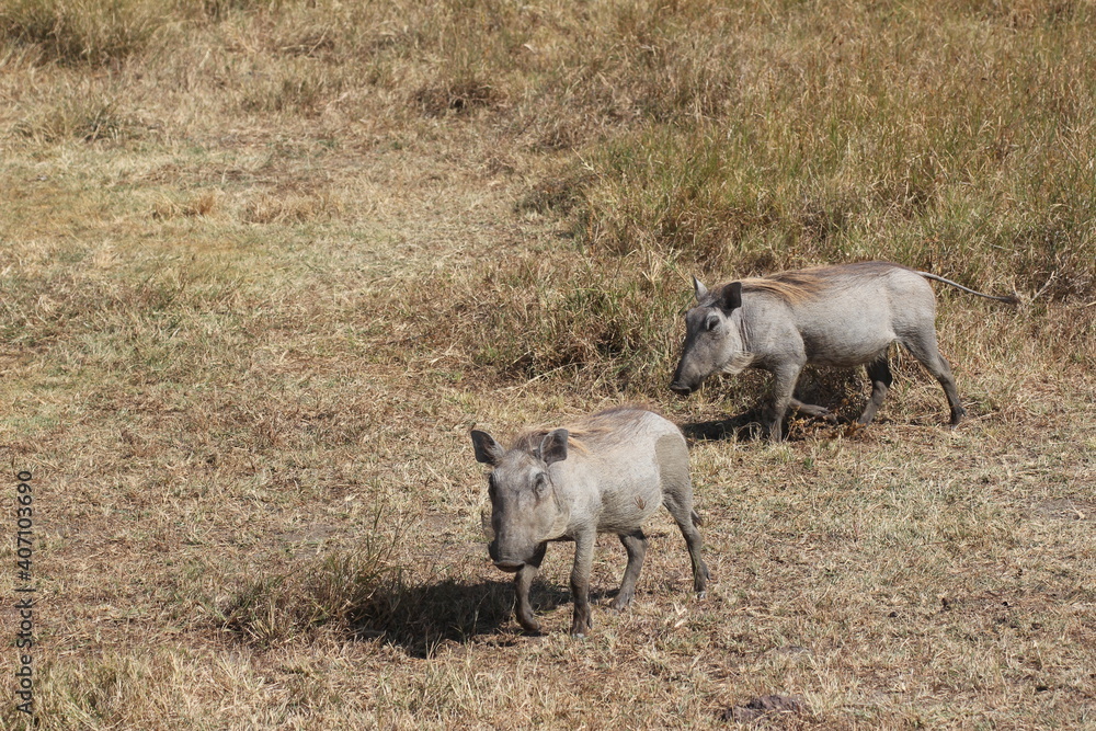 Fototapeta premium Tansania Wildlife