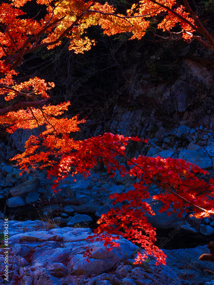 【福島】夏井川渓谷の真っ赤な紅葉