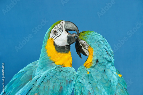 Two blue-yellow macaw preening. Ara ararauna. Two long-tailed macaw parrots with colorful feathers on a blue background. Macaw bird close-up. Blue-yellow portrait of macaw parrots. Exotic birds.