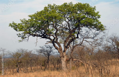 Les arbres et arbustes du Parc National Kruger  Afrique du Sud
