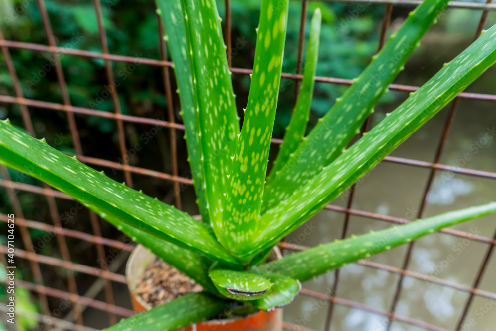 Fototapeta premium Selectively focus on the Aloevera plant