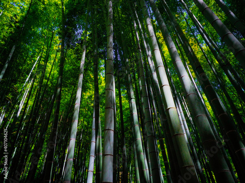 【神奈川】鎌倉 報国寺の竹林