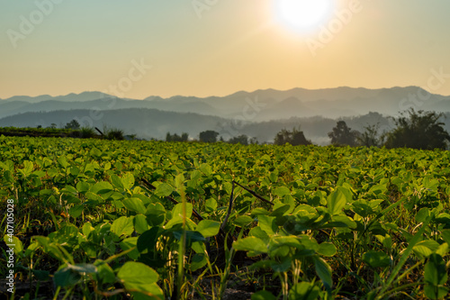 Soybean planting plots on the hill during sunset with mountains layers are background at Mae Sariang district Mae Hong Son province Thailand.