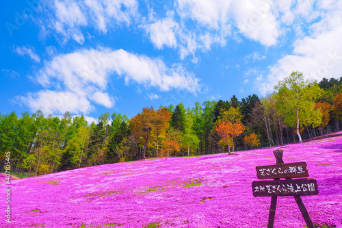 【北海道】芝ざくら滝上公園 満開の芝桜