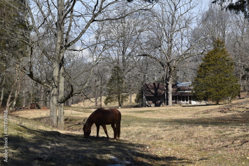 Horse grazing in front of an old log cabin