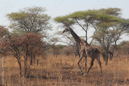 Tansania Wildlife