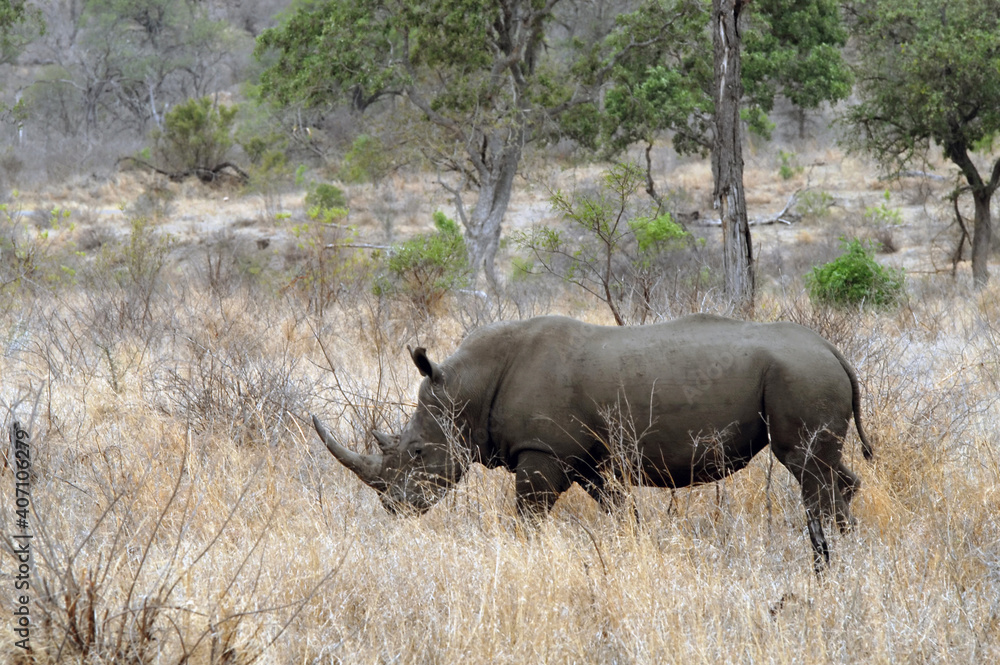 Les animaux du Parc National Kruger, Afrique du Sud Les animaux du Parc National Kruger, Afrique du Sud