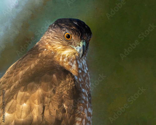 Hawk