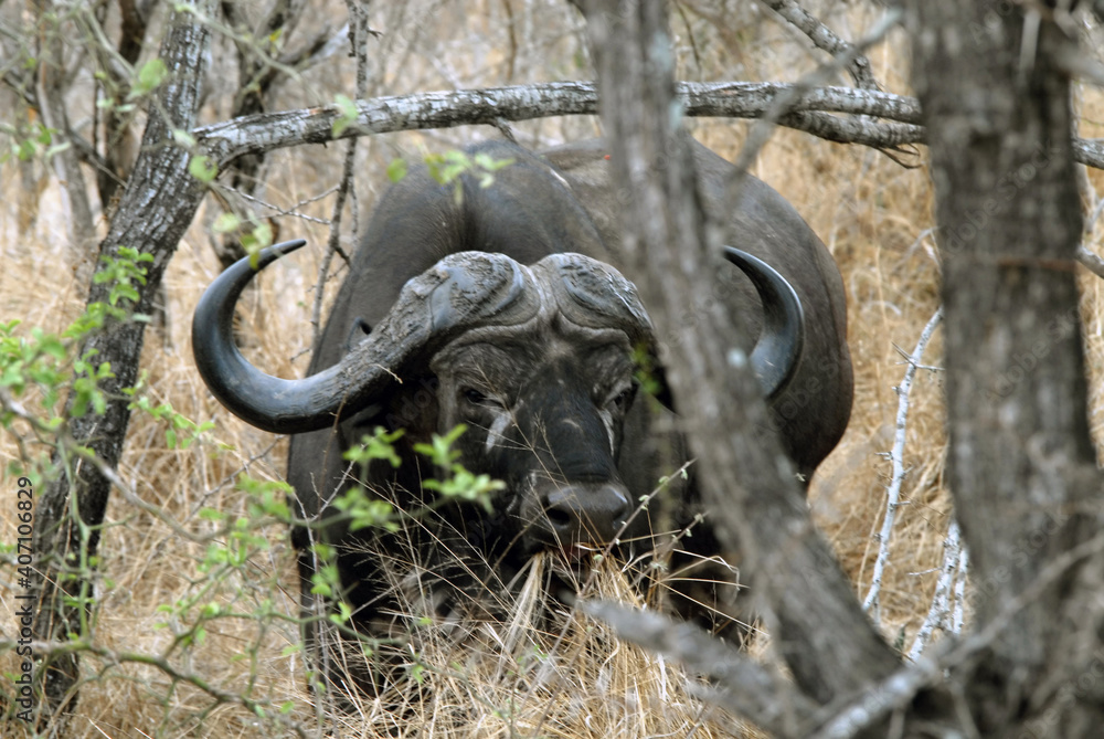 Buffle dans les hautes herbes du Parc National Kruger, Afrique du Sud Buffle dans les hautes herbes du Parc National Kruger, Afrique du Sud