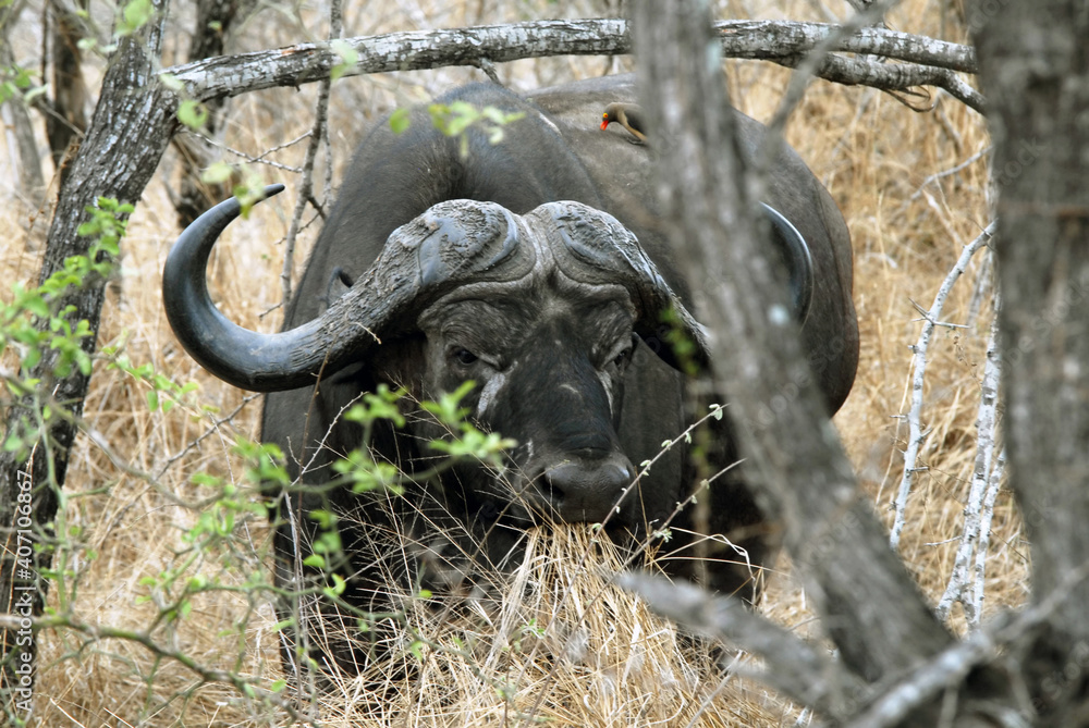 Fototapeta premium Buffle caché dans les hautes herbes et branchages du Parc National Kruger, Afrique du Sud