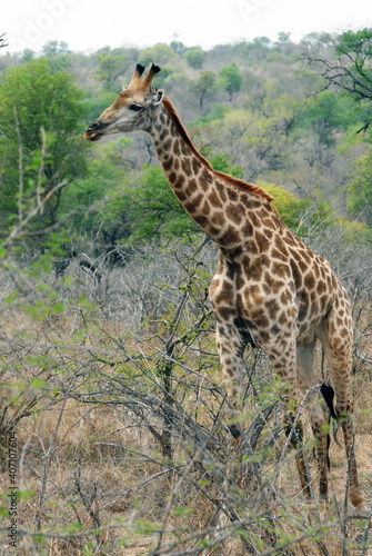 Girafe dans les herbes et arbustes du Parc National Kruger  Afrique du Sud