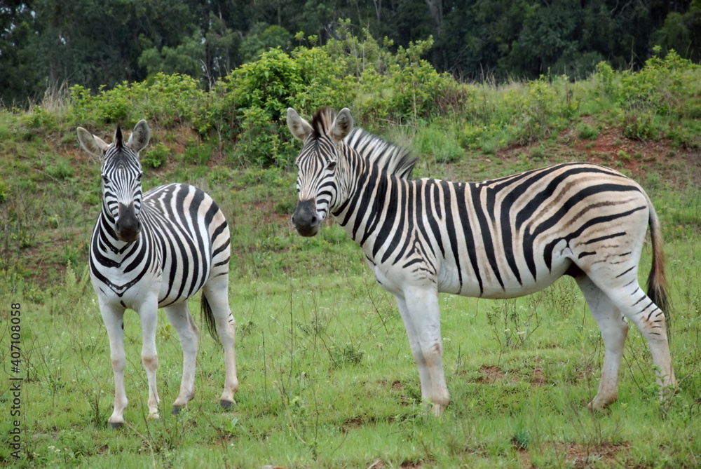 Zèbres dans le Parc National Kruger, Afrique du Sud Zèbres dans le Parc National Kruger, Afrique du Sud