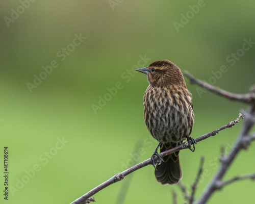 Red-winged Blackbird