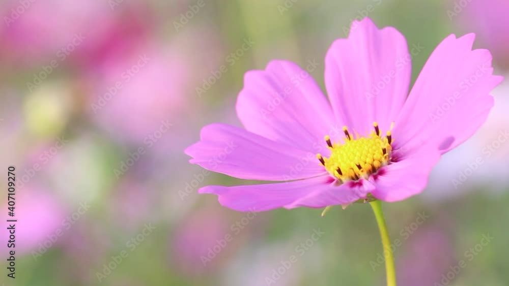Sweet pink cosmos flowers with yellow pollen blooming in the morning Sweet pink cosmos flowers with yellow pollen blooming in the morning