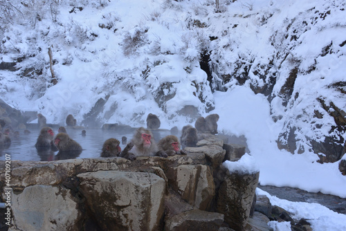 Canvas Print Japanese monkey in Jigokudani Monkey Park in Nagano Prefecture, Japan