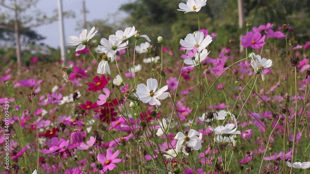 Colorful cosmos blossom blooming with bee drinking nectar in natural garden background
Colorful cosmos blossom blooming with bee drinking nectar in natural garden background