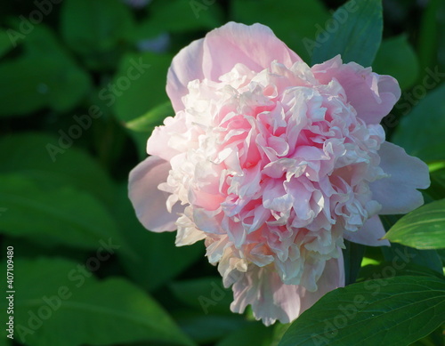 Magnificentand and vivid fresh Sarah Bernhardt Peony flower on foliage green background in the morning sun close up.