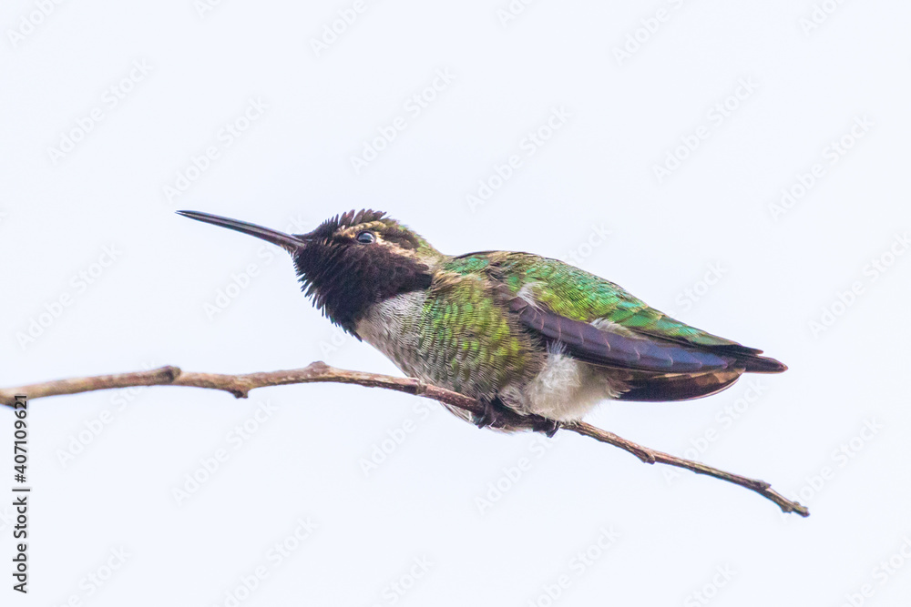 Fototapeta premium Male Anna's Hummingbird Enjoying Winter Sunshine on His Favorite Perch