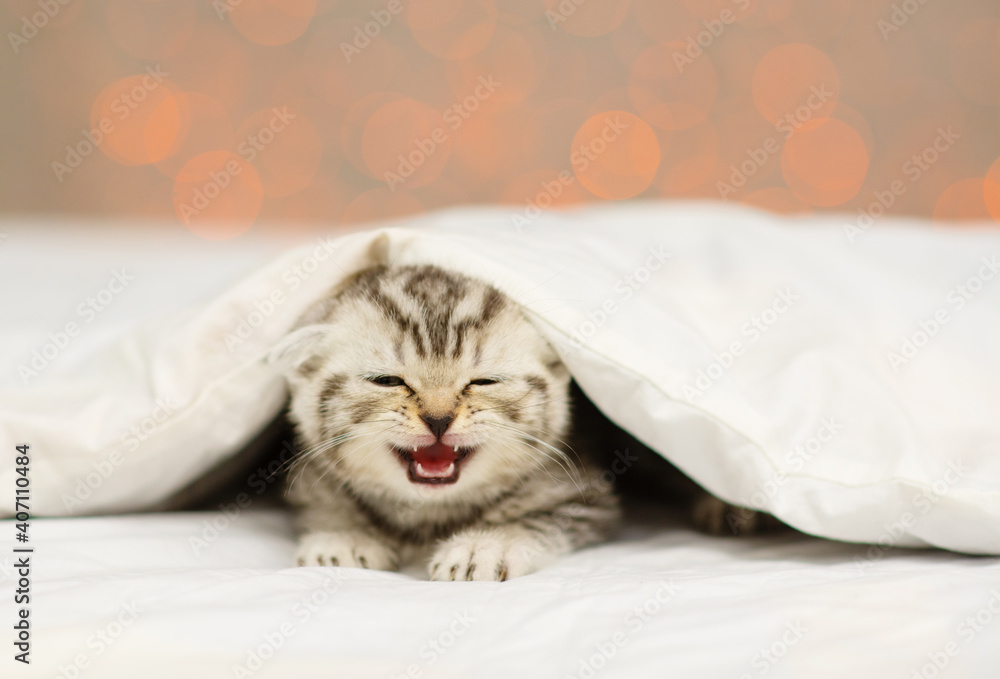 A small fold-eared kitten lies under a white blanket and meows as if smiling