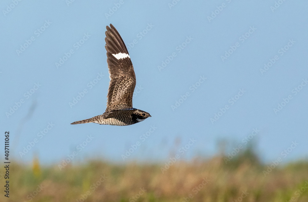 The common nighthawk (Chordeiles minor) flying over wetland at the East End of Galveston Island, Texas, USA The common nighthawk (Chordeiles minor) flying over wetland at the East End of Galveston Island, Texas, USA