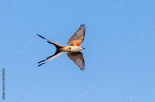 The scissor tailed flycatcher (Tyrannus forficatus) in flight, Texas photo
