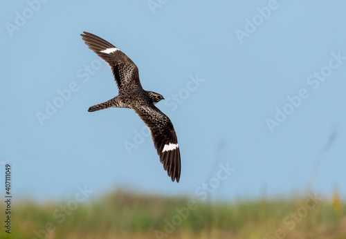 The common nighthawk (Chordeiles minor) flying over wetland at the East End of Galveston Island, Texas, USA