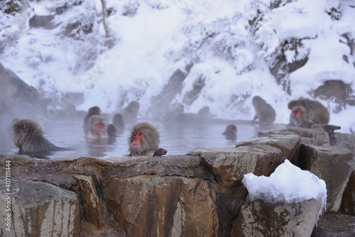 Japanese monkeys in Nagano prefecture in Japan
