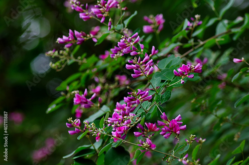 flowers in the forest