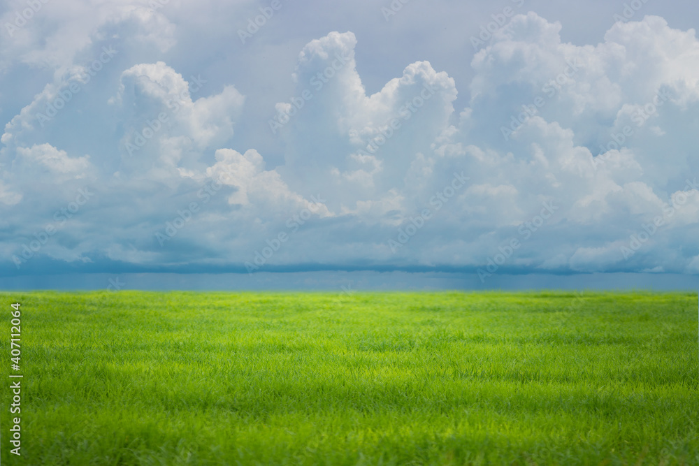 Field of green fresh grass under blue sky.