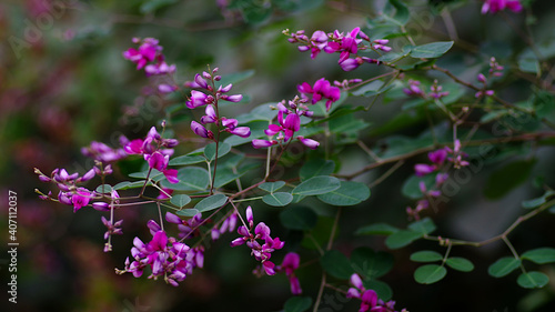 flowers in the garden