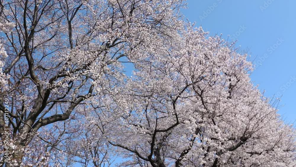 桜　染井吉野